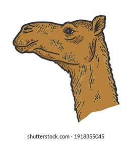 The animal, the head of a camel. Side view. Sketch scratch board
