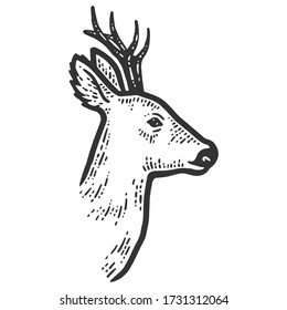 Animal head capreolus, isolated. Sketch scratch board imitation. Black and white. Engraving vector illustration.