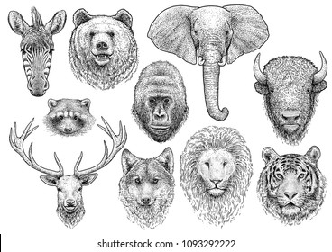Animal head collection illustration, drawing, engraving, ink, line art, vector