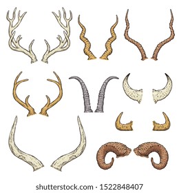Animal horn types - isolated hand drawn set of antlers of wild deer, cow, elk, moose, bull and others in different curvy shapes - cartoon vector illustration