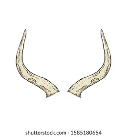 Animal horns isolated on white background - detailed drawing. Bull or cow skull bones with hand drawn texture as hunting trophy or death symbol, vector illustration c