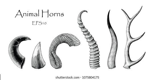 Animal horns vector set hand drawing vintage engraving illustration