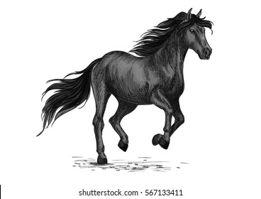 Animal horse stallion sketch.Equine natural animal running or american breed broodmare gait, purebred mustang trot. Nature or wildlife, sport equestrian club or hippodrome, stable or stall theme.