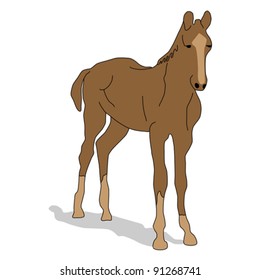 animal - horse, vector