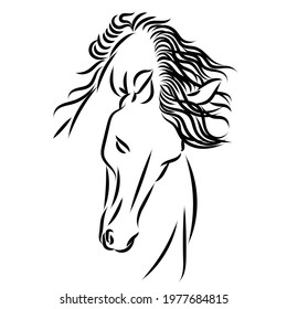 Animal, horse vector line art illustration illustration