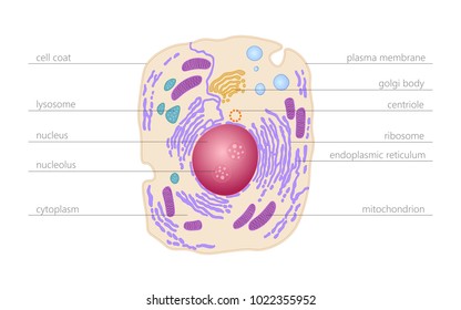 Animal human cell structure educational science. Microscope 3d eukaryotic nucleus organelle medicine technology analysis. Glowing colored biology poster template isolated line vector illustration