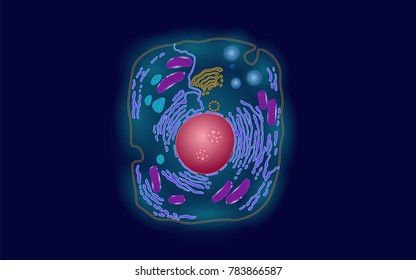 65 Eukaryotic Cell 3d Stock Vectors, Images & Vector Art | Shutterstock