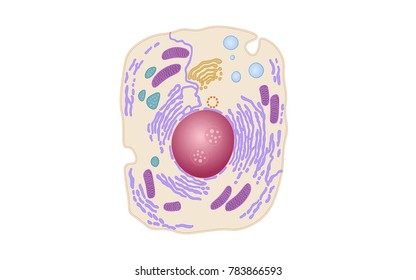 Animal Human Cell Structure Educational Science. Microscope 3d Eukaryotic Nucleus Organelle Medicine Technology Analysis. Glowing Colored Biology Poster Template Isolated Line Vector Illustration