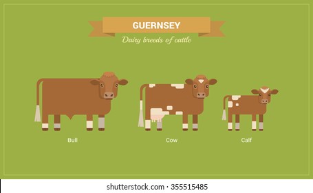 Animal husbandry. A set of vector images of bull, cow and calf Guernsey breed of cattle. 