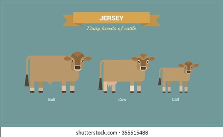 Animal husbandry. A set of vector images of bull, cow and calf Jersey breed of cattle. 