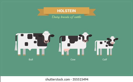 Animal husbandry. A set of vector images of bull, cow and calf Holstein breed of cattle. 