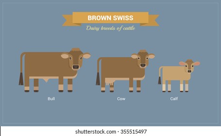 Animal husbandry. A set of vector images of bull, cow and calf Brown Swiss breed of cattle. 