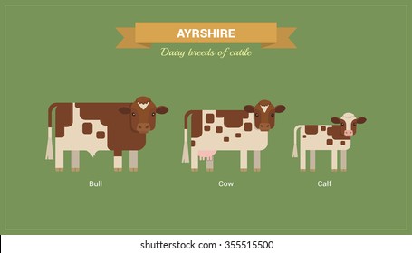 Animal husbandry. A set of vector images of bull, cow and calf Ayrshire breed of cattle. 