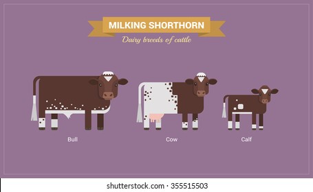 Animal husbandry. A set of vector images of bull, cow and calf Milking Shorthorn breed of cattle. 