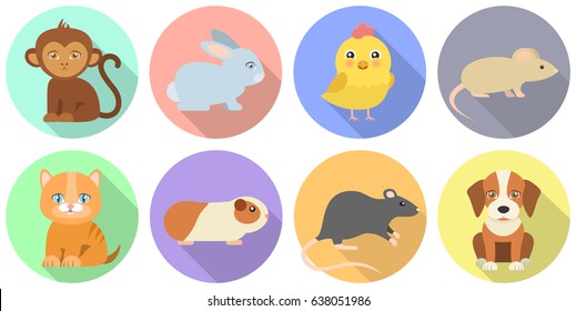 animal icons monkey bunny chicken mouse cat guinea pig rat dog flat design isolated on colorful circles background with shadow