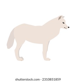 Animal illustration. Arctic arctic wolf in a flat style. Isolated object on a white background. Vector 10 EPS
