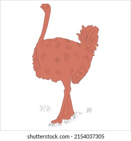 Animal illustration, coloured image, coloured line art, Tiger coloured page, Vector art, Kids coloured page, 