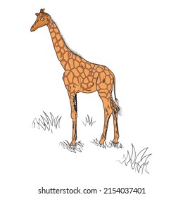 Animal illustration, coloured image, coloured line art, Tiger coloured page, Vector art, Kids coloured page, 
