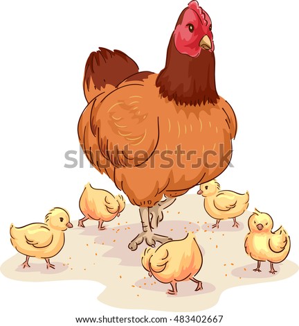 Animal Illustration of a Mother Hen Looking After Her Chicks While They Scrounge for Food