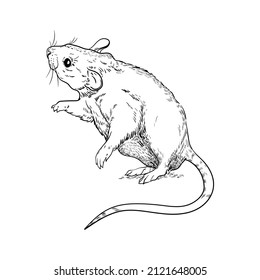 animal illustration rat tail lines black and white