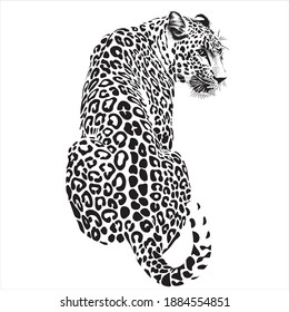 Ilustración animal, leopardo sentado. blanco y negro