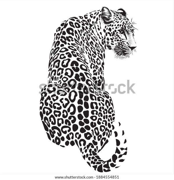 ヒョウを座らせた動物のイラスト 白黒 のベクター画像素材 ロイヤリティフリー
