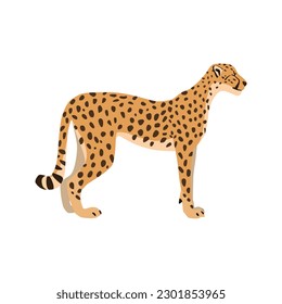 Animal illustration. Standing cheetah drawn in a flat style. Isolated object on a white background. Vector 10 EPS