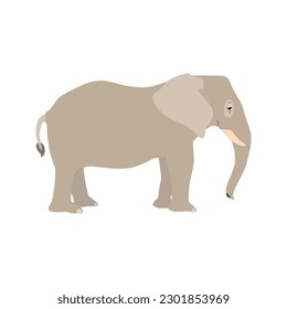 Animal illustration. Standing elephant drawn in a flat style. Isolated object on a white background. Vector 10 EPS