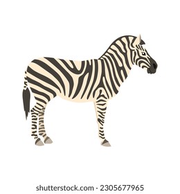 Animal illustration. Standing zebra drawn in a flat style. Isolated object on a white background. Vector 10 EPS