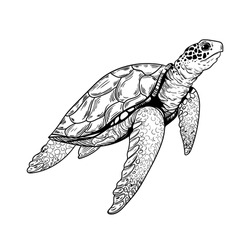 Animal Illustration Vector Turtle Marine