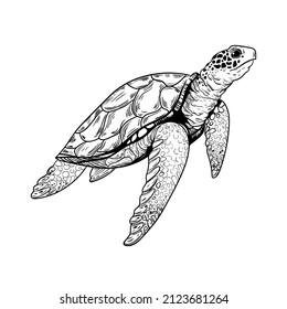 animal illustration vector turtle marine
