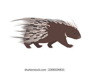 Animal illustration. Walking cape porcupine drawn in a flat style. Isolated object on a white background. Vector 10 EPS