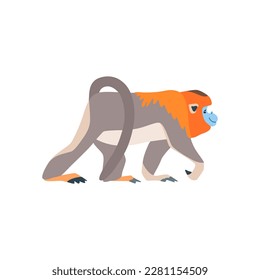 Animal illustration. Walking golden snub nosed monkey drawn in a flat style. Isolated objects on a white background. Vector 10 EPS