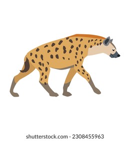 Animal illustration. Walking hyena drawn in a flat style. Isolated object on a white background. Vector 10 EPS