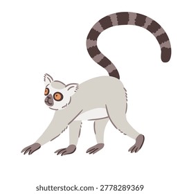 Animal illustration. Walking ring tailed lemur drawn in a flat style. Isolated object on a white background. Adorable Lemur nursery poster