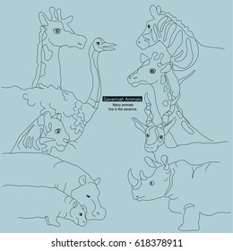 Animal illustrations