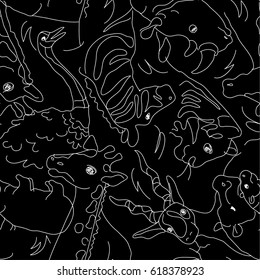 Animal illustrations