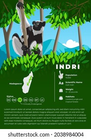 Animal Infographic Series - Indri Lemur