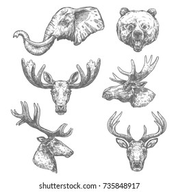 Animal isolated sketch set of african and forest mammal animal. Elephant, bear, deer, grizzly, elk, reindeer, antelope, moose and roe deer head vector symbol for hunting sport, zoo and nature design.