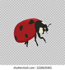 Animal Ladybug  vector silver white and blur