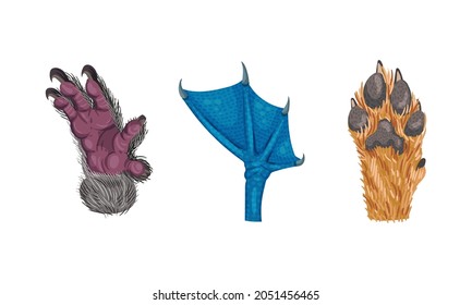 Animal Limb with Primate Hairy Paw and Dog Foot Vector Set