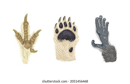 Animal Limb with Primate Hairy Paw and Dog Foot Vector Set