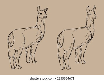 Tierisches Lamas-Schwarz-Weiß-Vektorgrafik. Zum Färben von Büchern und Illustrationen. Einzige Vektorgrafik von Hand.