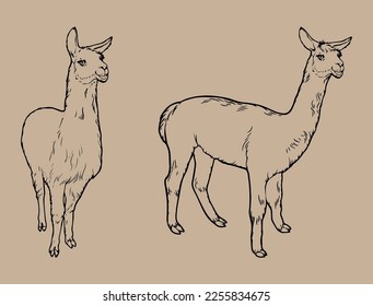 Animal llama black and white vector drawing. For coloring books and illustration. Isolated vector drawing made by hand.