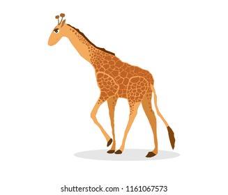 Animal long neck giraffe.Giraffes safari against design. A tall giraffe design on white background.