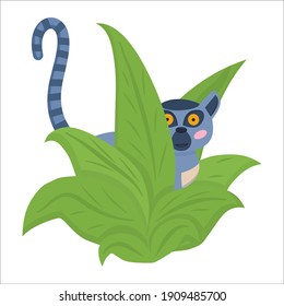 An animal from Madagascar. A lemur with large eyes sits in a bush with its striped tail up, isolated on a white background. Vector illustration for children.