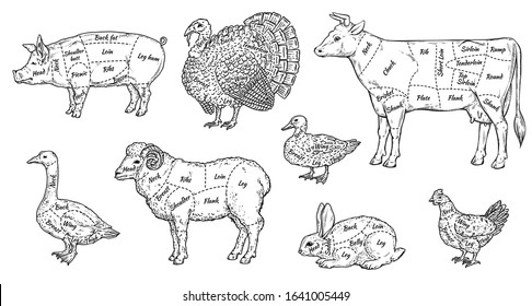 Animal meat cut parts set - butcher guide to different parts of farm animals bodies for food menu. Black and white isolated hand drawn vector illustration.
