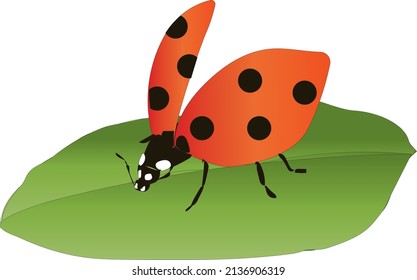 animal nature vector ladybug red summer