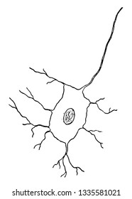 Animal nerve cells are specialized cells called neurons, vintage line drawing or engraving illustration.