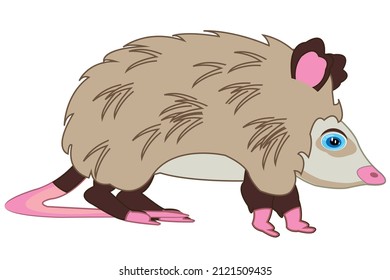 Animal opossum on white background is insulated